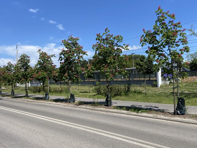 Galeria zdjęć